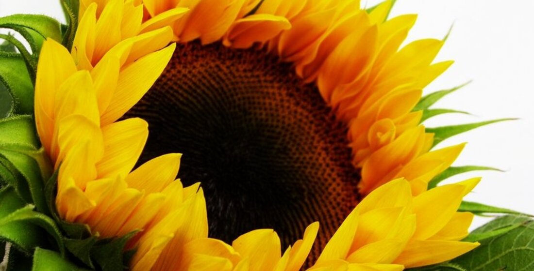 Sonnenblume